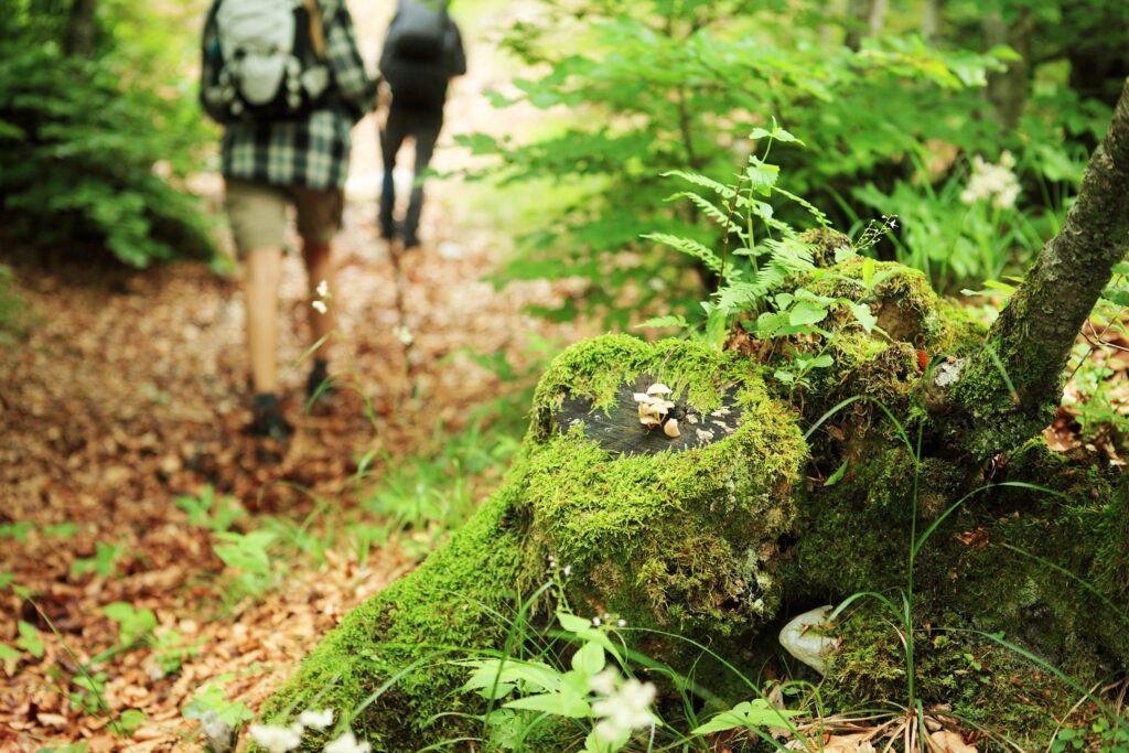 hiking in north georgia